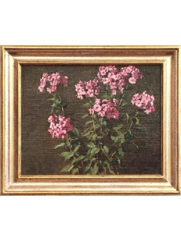 Phlox